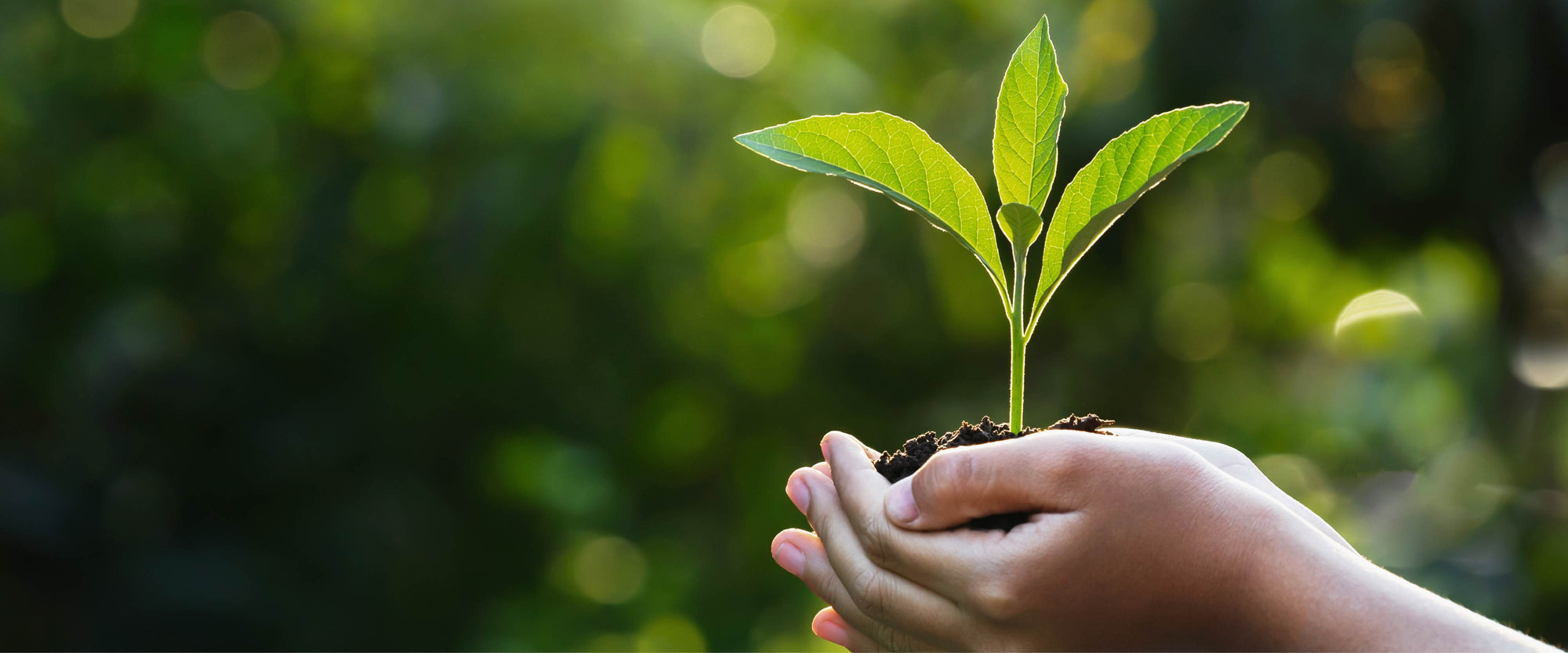 The Cocoa Trees is committed to offering ethically sourced, slave-free chocolates from certified suppliers.