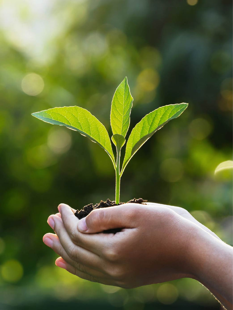 The Cocoa Trees is committed to offering ethically sourced, slave-free chocolates from certified suppliers.