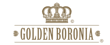 Golden Boronia